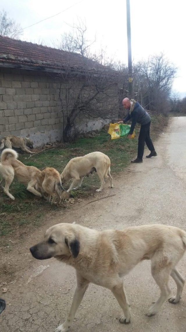 Bozüyük Belediyesi Aksu Tekke köyü civarındaki sahipsiz köpeklere sahip çıktı