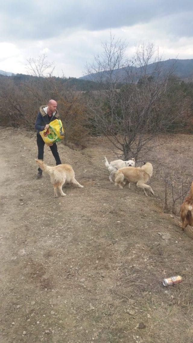 Bozüyük Belediyesi Aksu Tekke köyü civarındaki sahipsiz köpeklere sahip çıktı