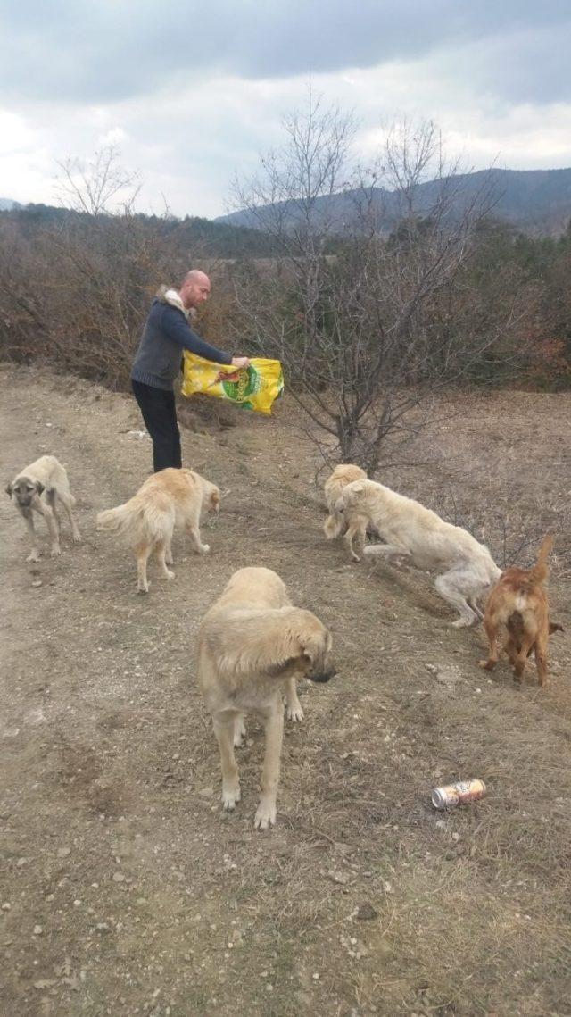 Bozüyük Belediyesi Aksu Tekke köyü civarındaki sahipsiz köpeklere sahip çıktı