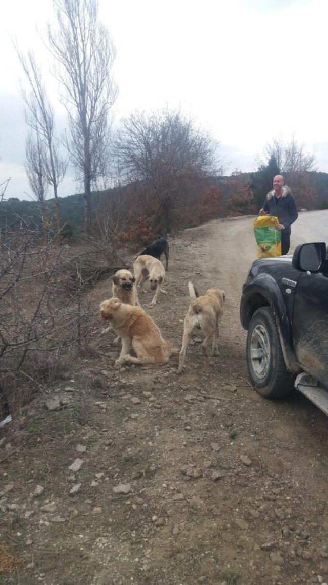 Bozüyük Belediyesi Aksu Tekke köyü civarındaki sahipsiz köpeklere sahip çıktı