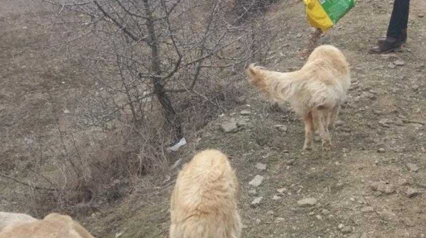 Bozüyük Belediyesi Aksu Tekke köyü civarındaki sahipsiz köpeklere sahip çıktı