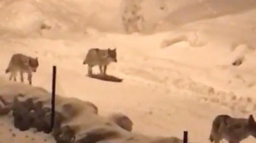 Erzurum&rsquo;da kurt s&uuml;r&uuml;s&uuml; k&ouml;ye indi!