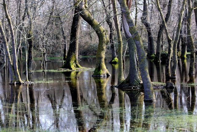 Galeri&ccedil; Ormanı nda bahar g&uuml;zelliği 1