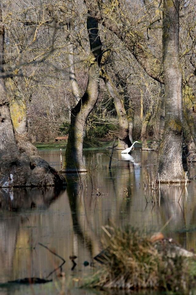Galeri&ccedil; Ormanı nda bahar g&uuml;zelliği 2