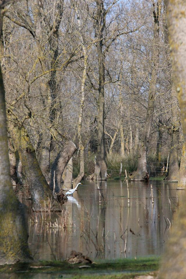 Galeri&ccedil; Ormanı nda bahar g&uuml;zelliği 3