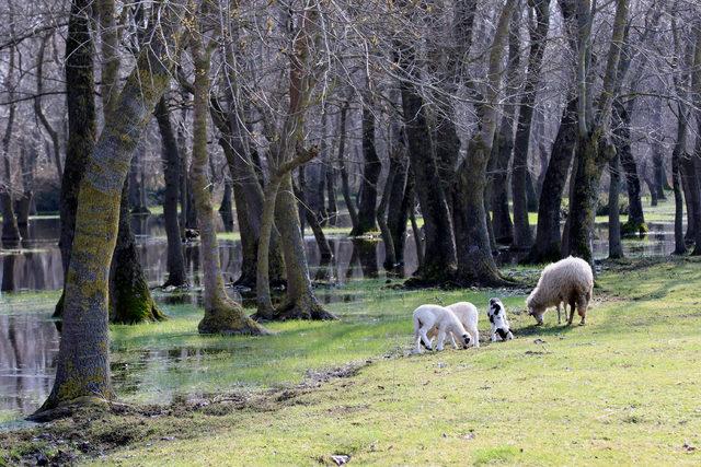 Galeri&ccedil; Ormanı nda bahar g&uuml;zelliği 4