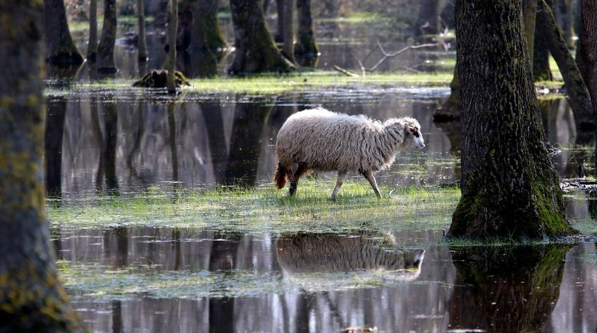 Galeri&ccedil; Ormanı'nda bahar g&uuml;zelliği