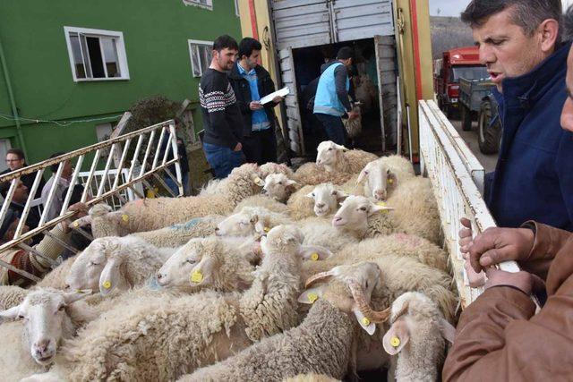 Pazarlar’da 5 genç çiftçiye damızlık koyun