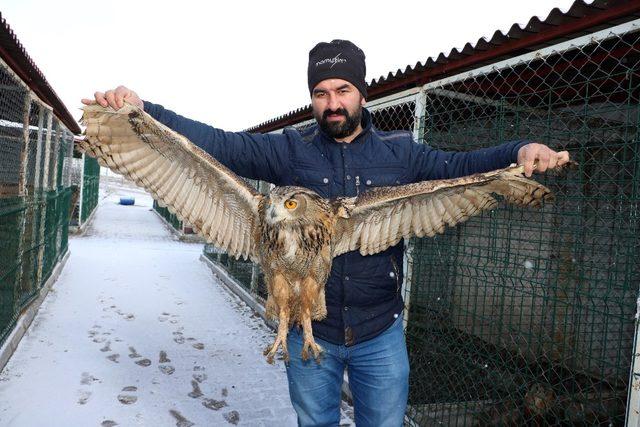 Kızıl şahin ve puhu kuşuna yardım eli