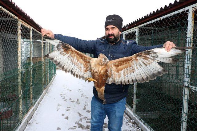 Kızıl şahin ve puhu kuşuna yardım eli