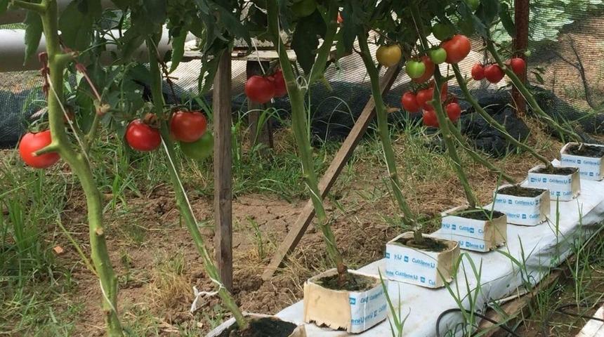 Ziraat teknikeri topraksız tarım uygulaması ile domates ve marul yetiştirdi