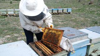 Arı sütünün kilosu 10 bin TL   