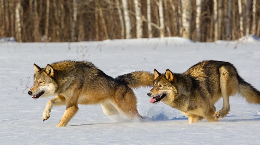 A&ccedil; kalan kurt s&uuml;r&uuml;s&uuml; k&ouml;ye indi! Anne ve kızını yedi