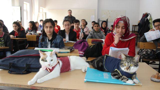 Adıyaman'da öğrencilerin göz bebeği bu kediler derse giriyor