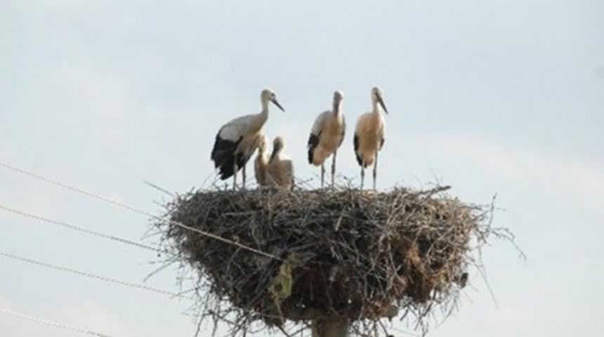 Baharın habercisi leylekler Ardahan’da