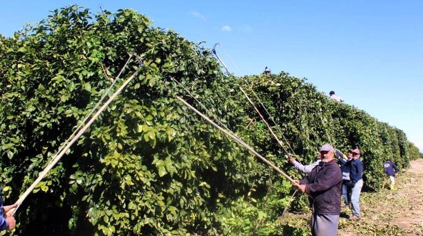 Doğan: "Doğru budamayla &uuml;r&uuml;n kalitesi ve verimi artar"