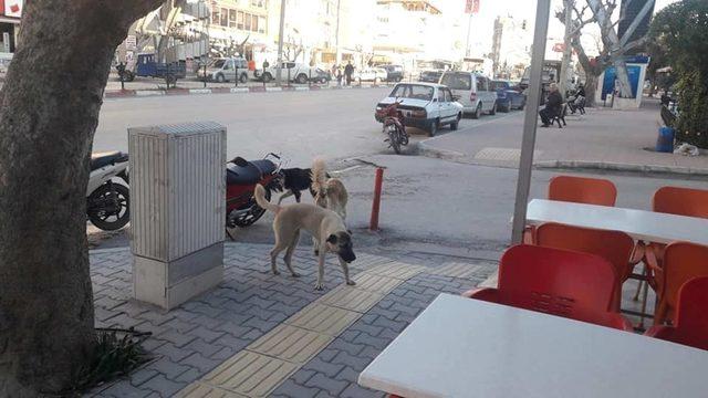 Mut’ta başıboş köpekler korku saçıyor