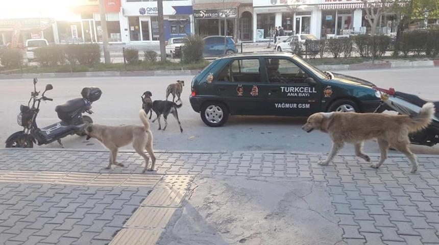 Mut&rsquo;ta başıboş k&ouml;pekler korku sa&ccedil;ıyor