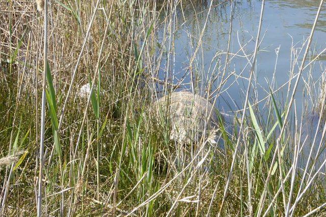 Dalyan’da 2 Caretta Caretta ölü bulundu