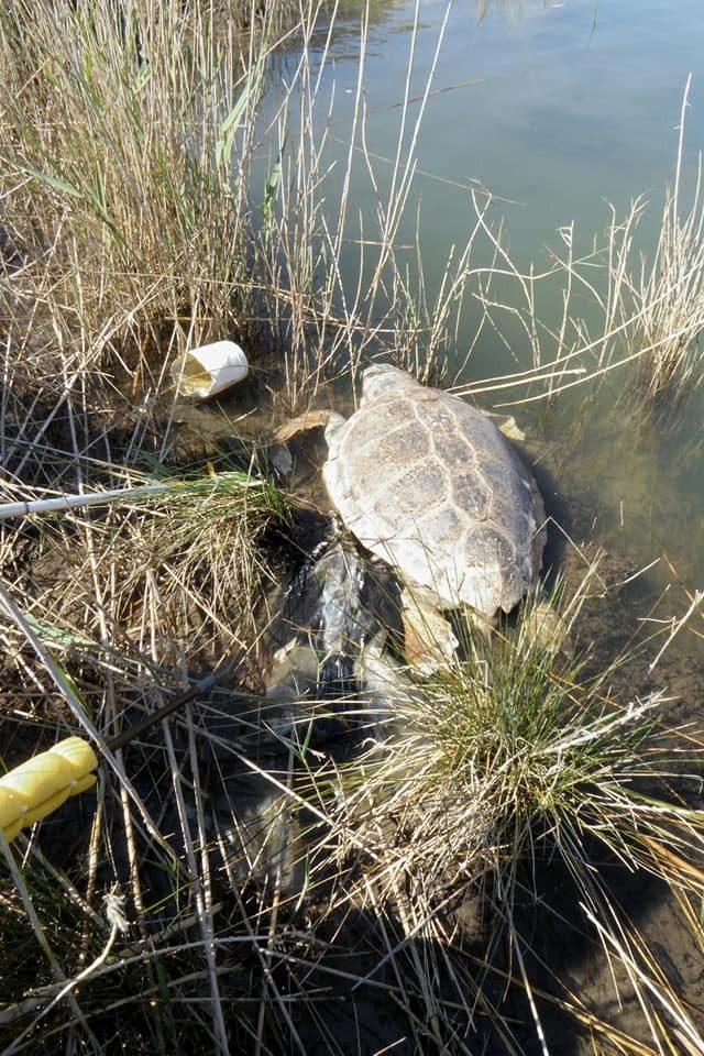 Dalyan’da 2 Caretta Caretta ölü bulundu