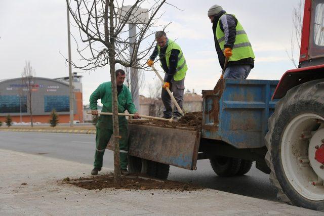 Ağaçlandırma çalışmaları başladı