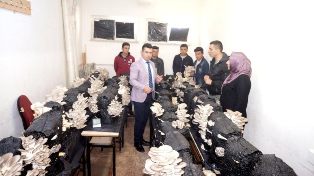 Liseli &ouml;ğrencilerin yetiştirdiği istiridye mantarları yok satıyor