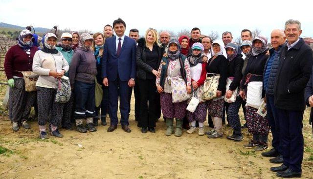 Başkan Selçuk üzüm bağındaki kadınlarla buluştu