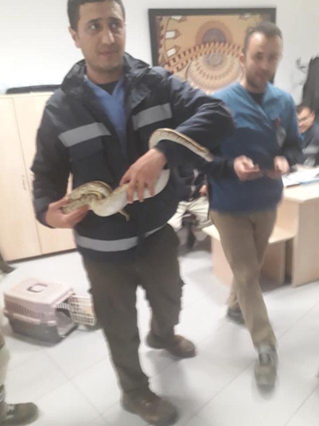 Ball Python Kayseri Hayvanat Bahçesine Teslim Edildi