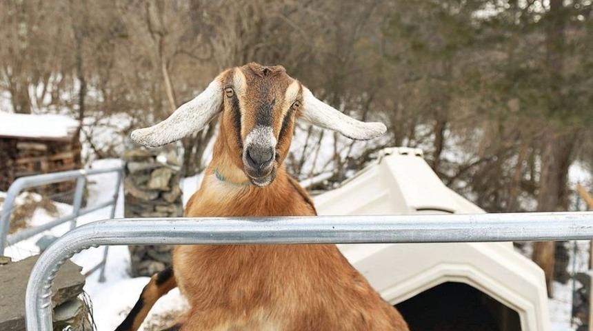 ABD'de keçiye 'fahri belediye başkanı' unvanı