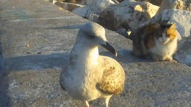 Beslediği martı yanından ayrılmıyor