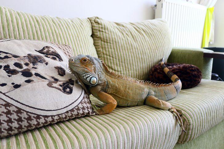 Ankara'daki evinde dev iguanayla birlikte yaşıyor G1