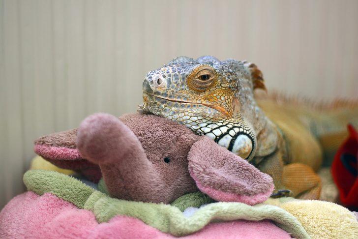 Ankara'daki evinde dev iguanayla birlikte yaşıyor G2