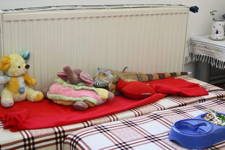Ankara'daki evinde dev iguanayla birlikte yaşıyor G3