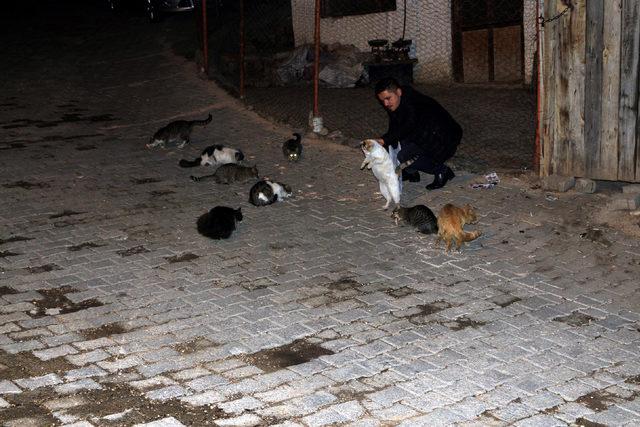 Baba felç olunca, sokak kedilerinin bakımını oğlu üstlendi