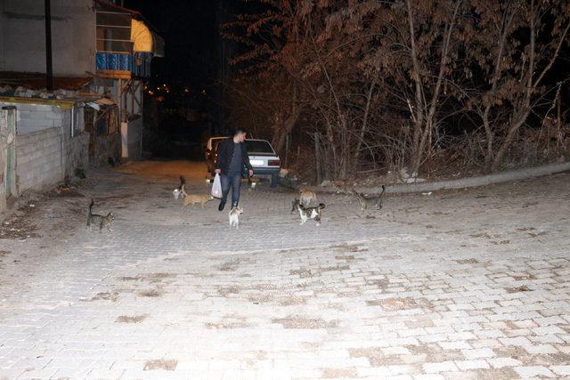 Baba felç olunca, sokak kedilerinin bakımını oğlu üstlendi