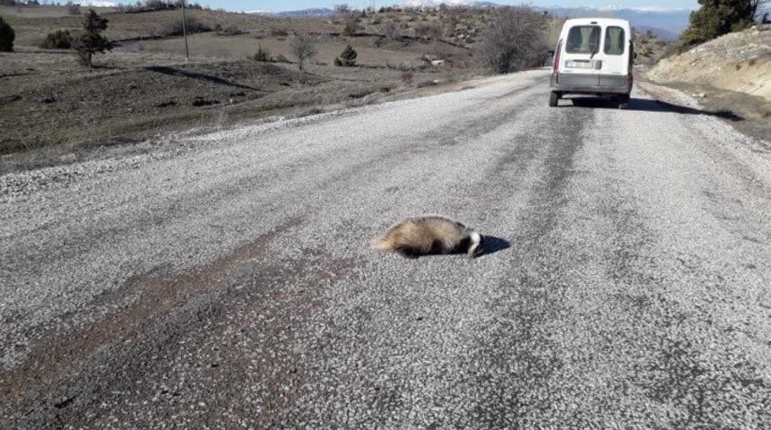 Aracın çarptığı porsuk telef oldu