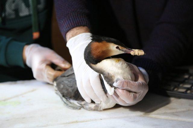 Ayağında apse oluşan yaban ördeği tedavi altına alındı