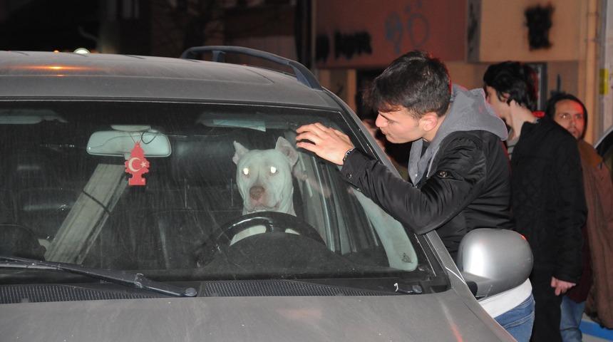 Türkiye'ye getirilmesi yasak olan 'Dogo Arjantin' cinsi köpek, cipte 12 saat mahsur kaldı