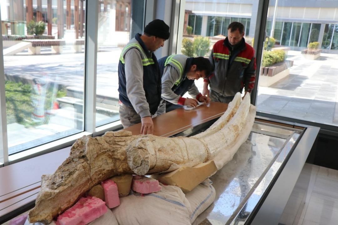 7,4 milyon yıllık hayvan fosilleri belediye başkanlığında sergilenecek