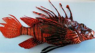 Akdeniz'de görülen 'istilacı' aslan balığının eti tanıtıldı