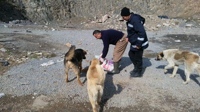 Hakkari’deki sokak hayvanları sağlık taramasından geçirildi