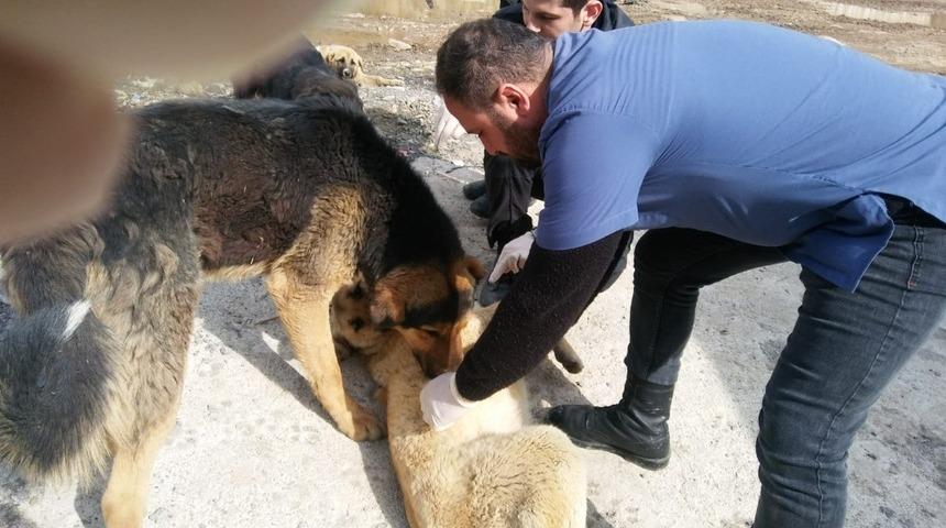 Hakkari’deki sokak hayvanları sağlık taramasından geçirildi