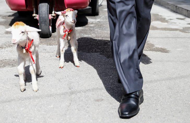 Bu tabloya veteriner bile şaşırıyor!  G1