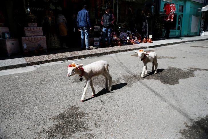 Bu tabloya veteriner bile şaşırıyor!  G2
