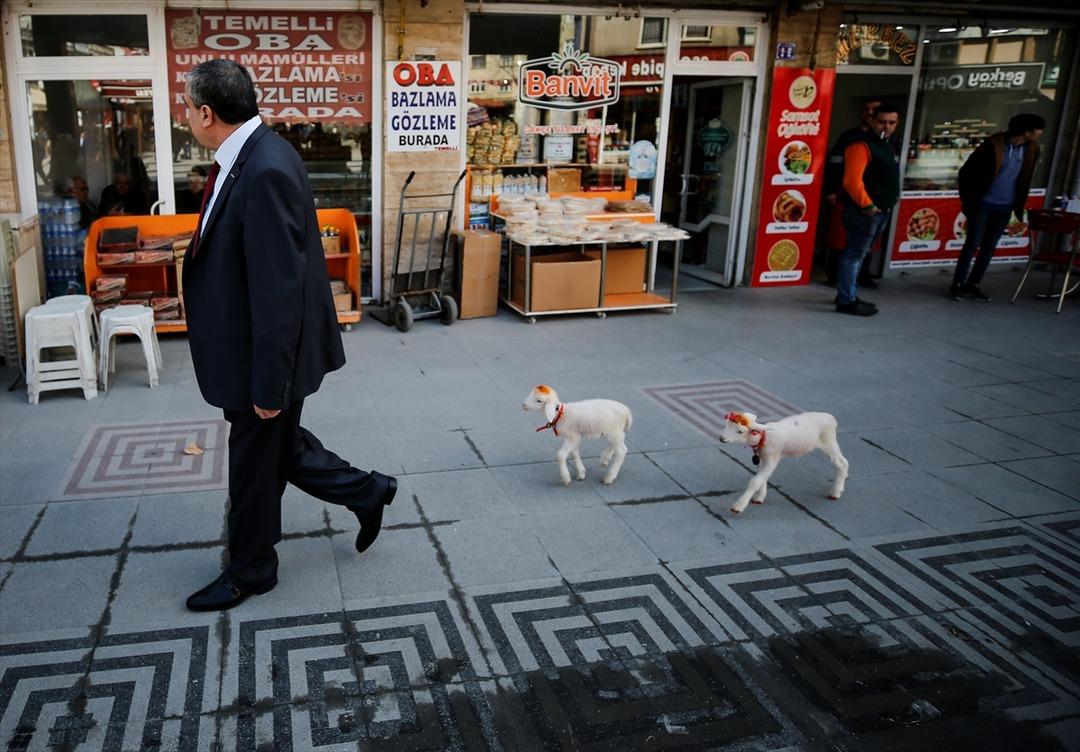 Bu tabloya veteriner bile şaşırıyor! 