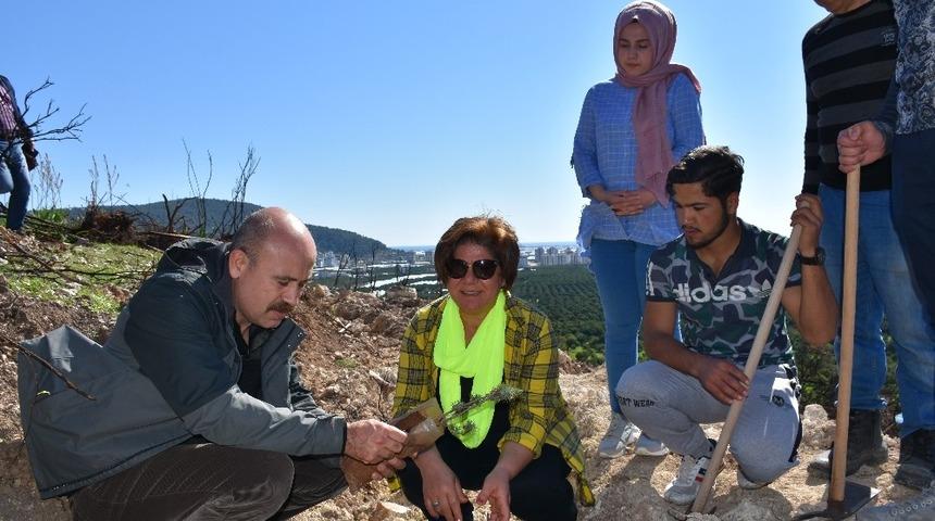 Yangının zarar verdiği Vefa Tepesi yeniden yeşerecek