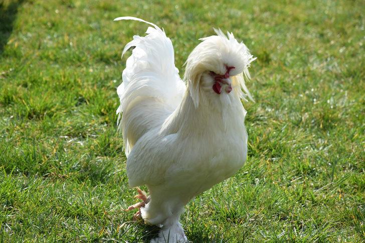 Bu tavuk 5 bin liraya satıldı! G2