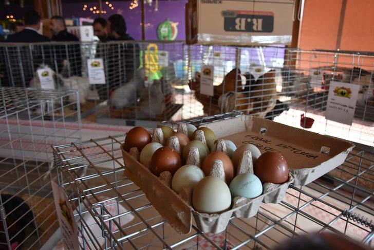 Bu tavuk 5 bin liraya satıldı! G3