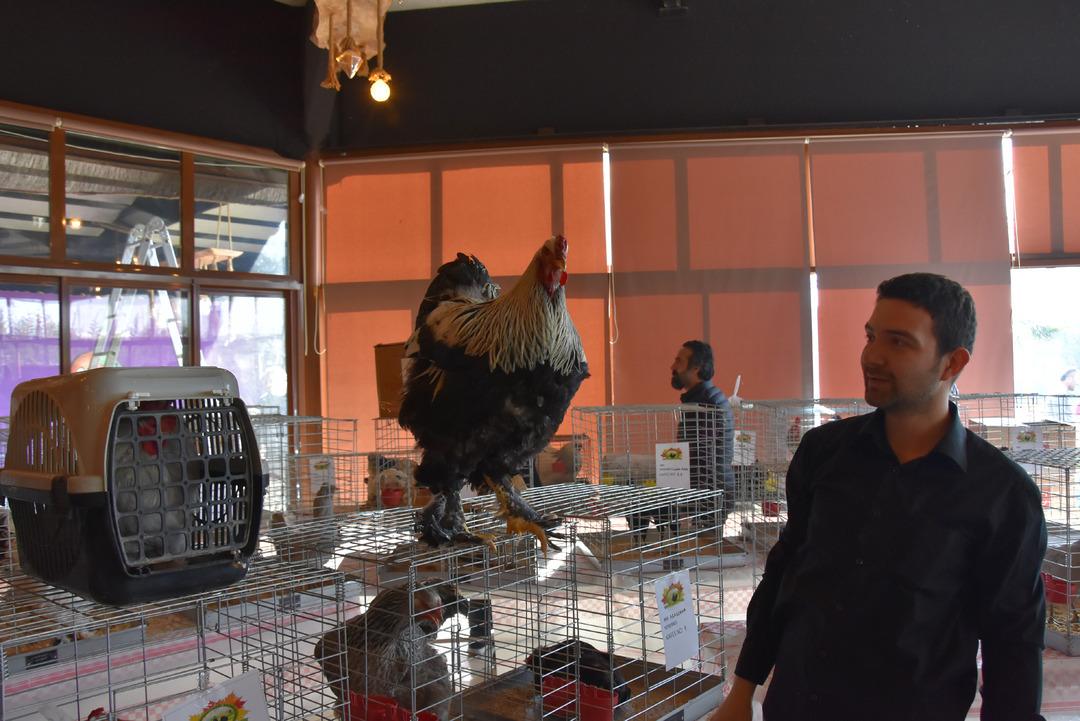 Bu tavuk 5 bin liraya satıldı!