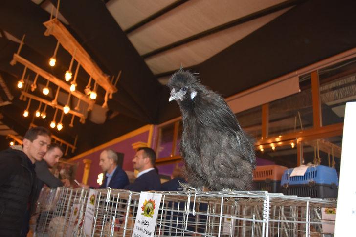 Bu tavuk 5 bin liraya satıldı! G5